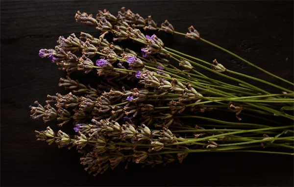 蜂鳥の楽園はたった5つの植物で作れる