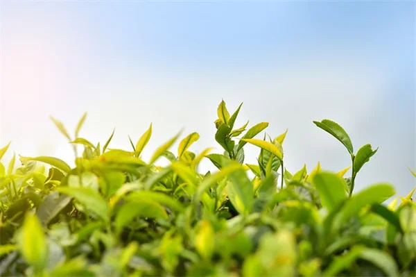 冬の気分を上げるカラフルな観葉植物7選