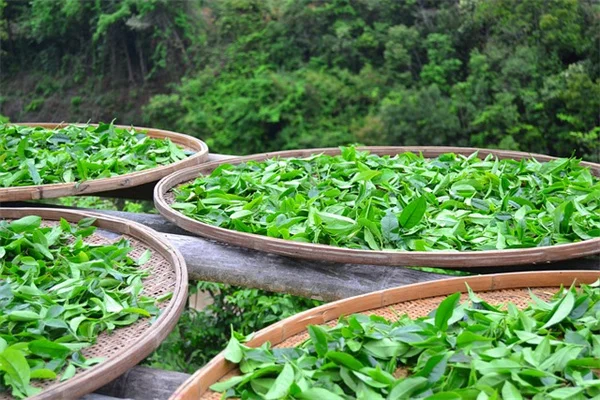 日陰のバスルームに最適！窓なしでも育つ観葉植物8選