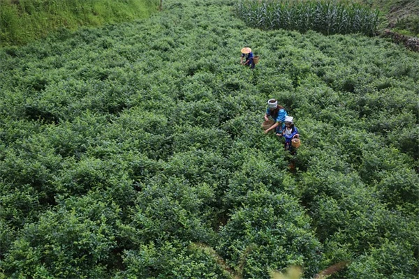 前庭の植物が性格を映す？よくある5つの誤解と実践チェックリスト