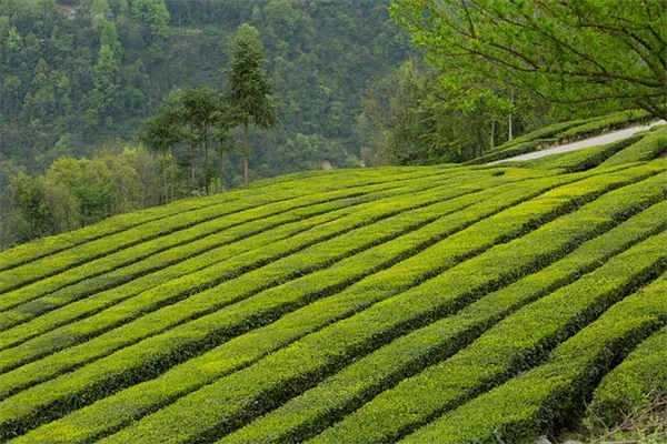 植え付け初心者がやりがちな9つの失敗とその理由と対策